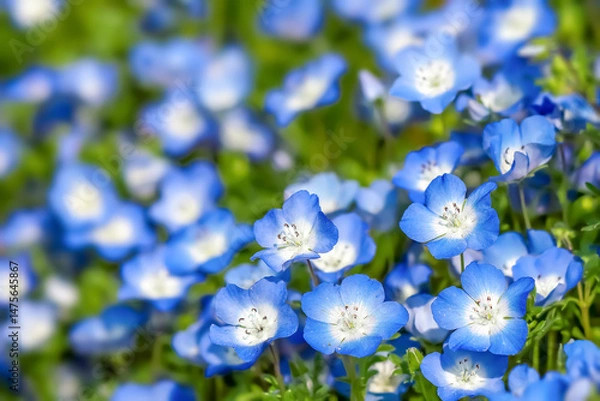 Obraz Nemophira/ネモフィラの花