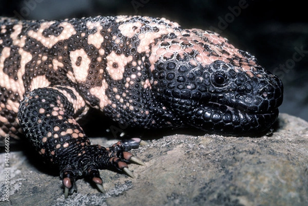 Fototapeta Closeup portrait of a Gila Monster