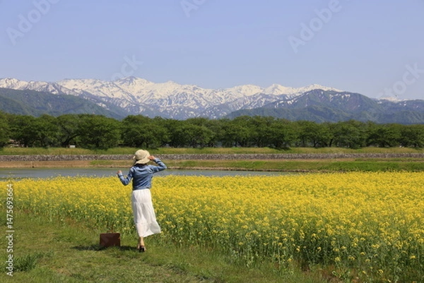 Fototapeta 菜の花とアルプス