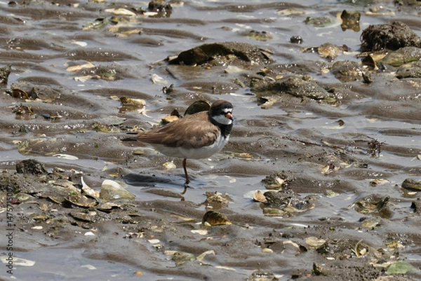 Fototapeta The semipalmated plover (Charadrius semipalmatus) is a small plover. 