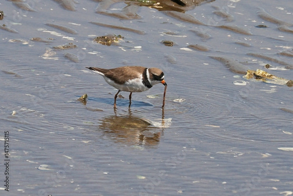 Fototapeta The semipalmated plover (Charadrius semipalmatus) is a small plover. 