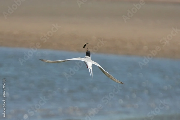 Fototapeta Forster's tern (Sterna forsteri) is a tern in the family Laridae. 