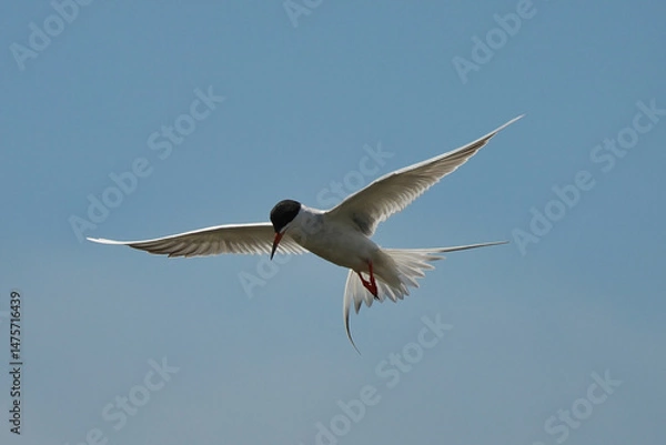 Fototapeta Forster's tern (Sterna forsteri) is a tern in the family Laridae. 