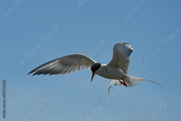 Fototapeta Forster's tern (Sterna forsteri) is a tern in the family Laridae. 