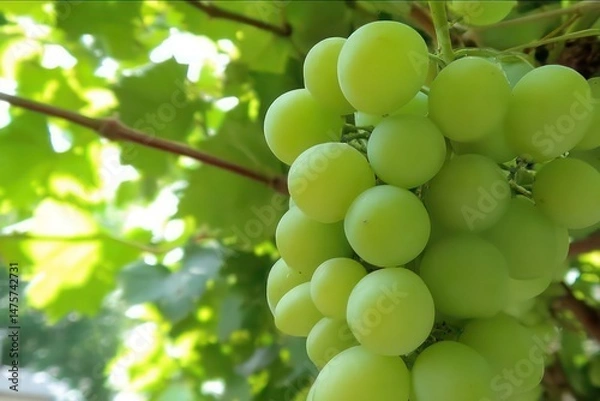 Fototapeta Bunch of Ripe Green Grapes in the Home Garden
