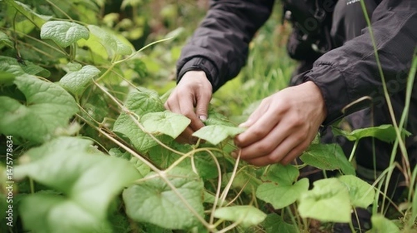 Obraz Hands Tenderly Caring for Vibrant Green Leaves in Nature's Lush Environment