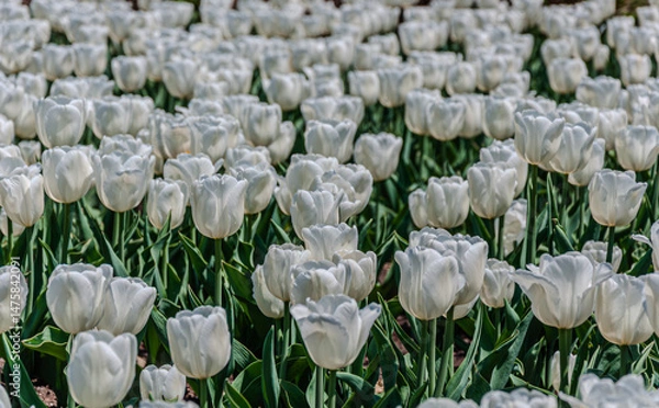 Obraz A vibrant field of blooming white tulips bathed in sunlight. The elegant petals and lush green stems create a serene and fresh spring atmosphere.