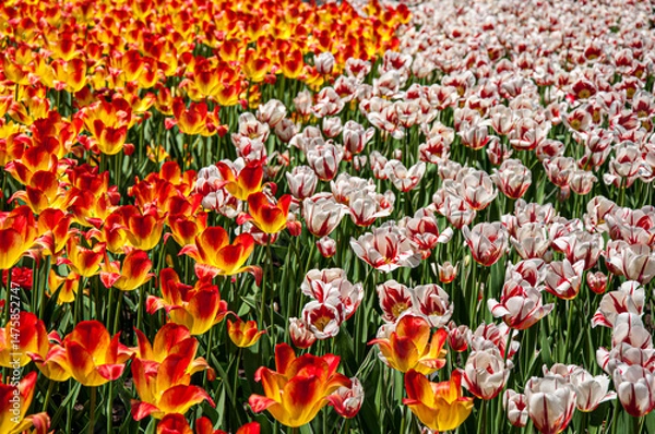 Obraz A vibrant field of red-yellow and white-red tulips in full bloom. The dynamic contrast of colors creates a joyful and festive spring scene.