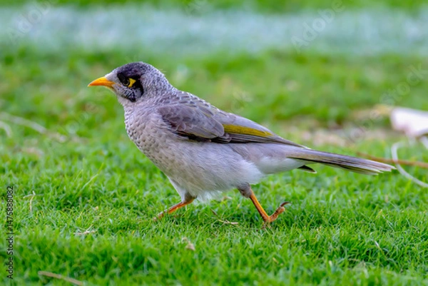 Fototapeta Noisy miner bird
