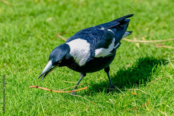 Fototapeta Australian Magpie foraging in the grass