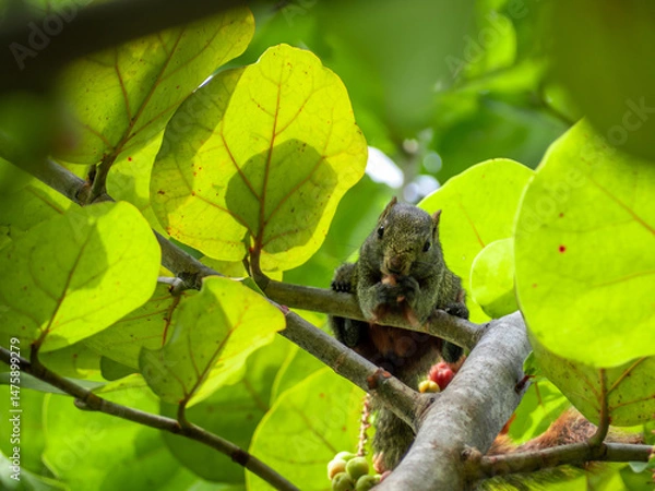 Obraz Squirrels are eating ripe sea grapes