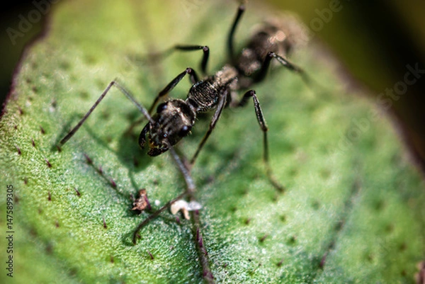 Obraz Close up a black ant on leaves