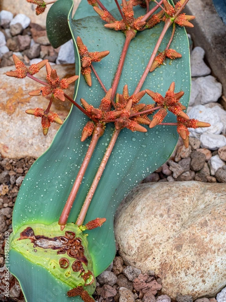 Obraz Cone and leaf of Welwitschia mirabilis plant
