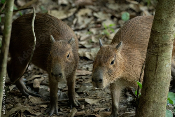 Obraz capybara