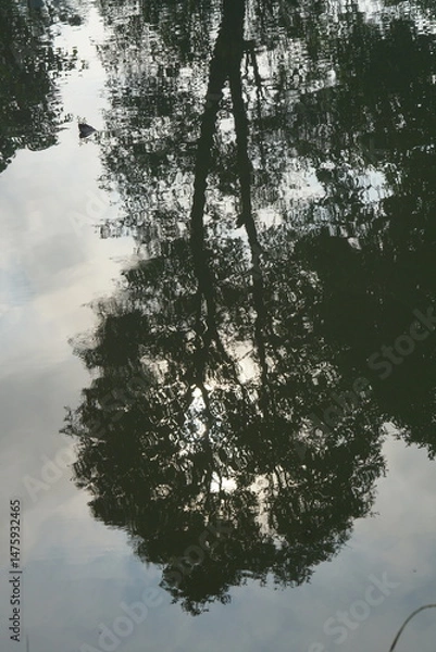 Fototapeta Tree Reflection in Water