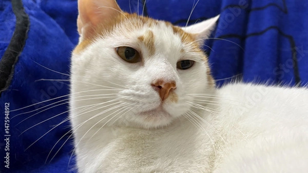 Fototapeta a white and orange cat on a blue blanket