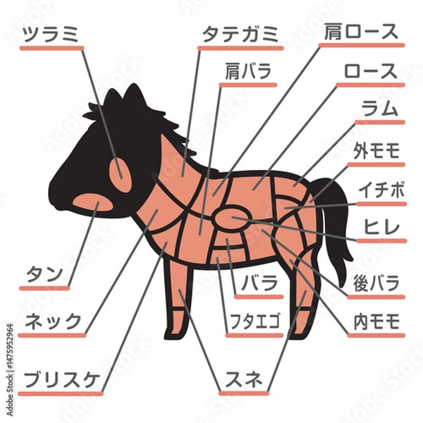 Fototapeta 馬肉の部位のイラスト　文字あり