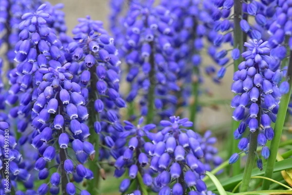 Fototapeta ムスカリの花
