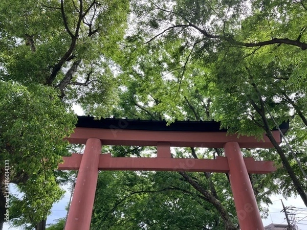 Fototapeta 五月の鳥居