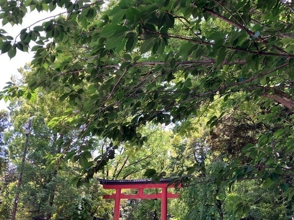 Fototapeta 魅惑的な鳥居と囲む鮮やかな五月の緑