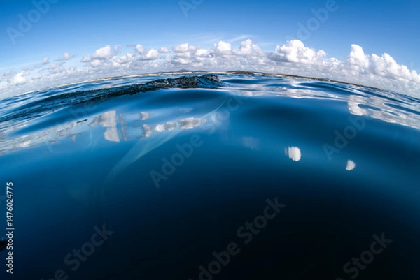 Fototapeta Dolphins drift just below the smooth ocean surface along the Australian coastline.