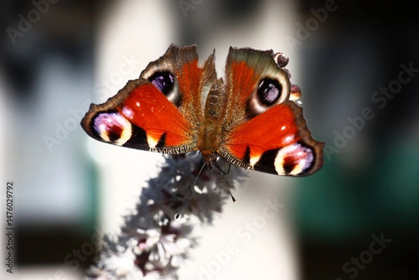 Obraz On an inflorescence of a cimicifuga with small white flowers the butterfly with bright motley wings sits.