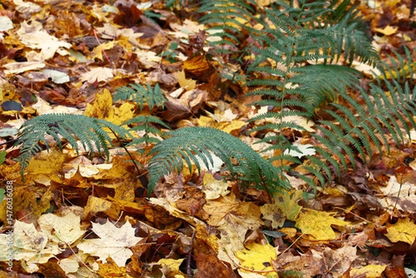 Obraz The end of october in the deciduous forest. Rare green ferns on a motley yellow background of fallen leaves.