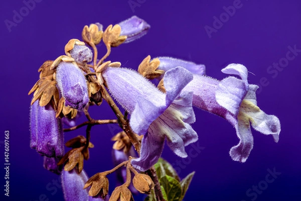Fototapeta Elegant Light Purple Paulownia Flowers Blooming in Spring