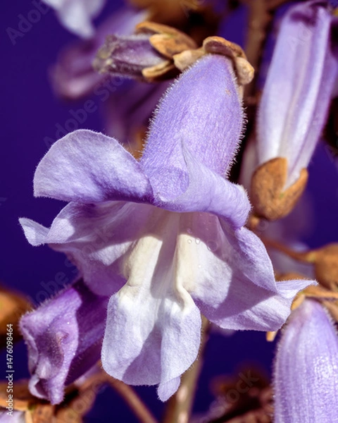 Fototapeta Elegant Light Purple Paulownia Flowers Blooming in Spring
