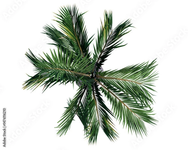 Fototapeta Isolated Bottle Palm Tree perfect for smaller spaced gardens. Top view bottle palm tree