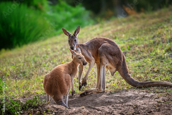 Fototapeta Two young kangaroos play and interact in lush grass during a sunny day in their natural habitat