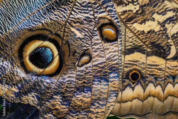 Fototapeta Bright vibrant macro view of tropical butterfly wings showcasing striking color patterns and details