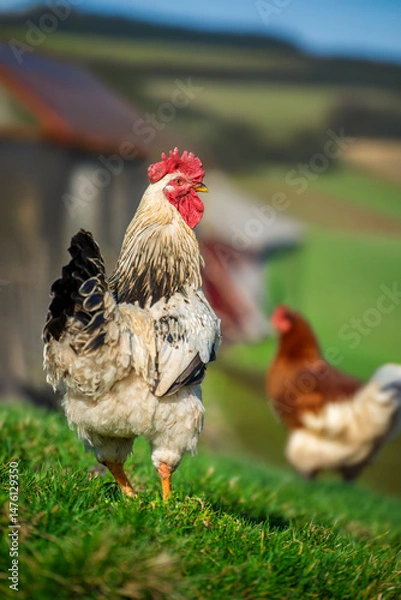 Fototapeta White beautiful rooster strutting gracefully on green grass in a summer farm setting with a hen in the background