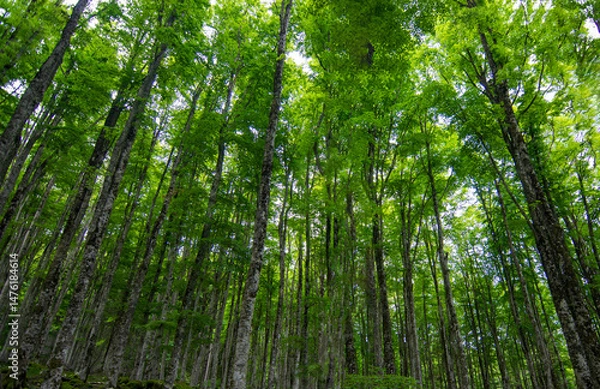 Obraz the deep green color of Spring in the forest