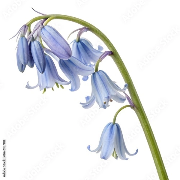 Fototapeta Close-Up of Hanging Bell-Shaped Blue Flowers on Curved Stem, Delicate Botanical Nature Scene, Soft Light and Shadows

