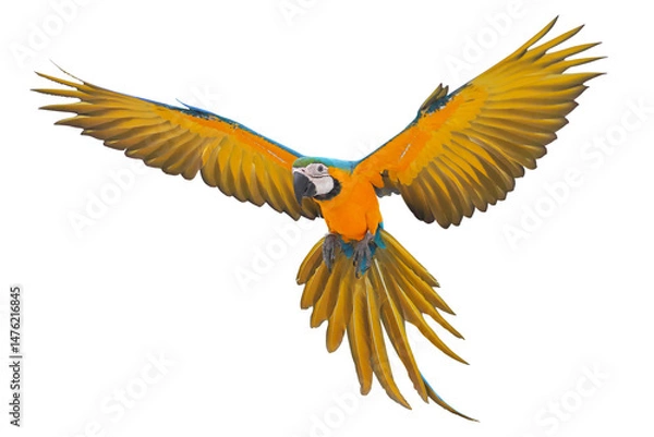 Fototapeta Colorful flying Blue and Gold Macaw parrot isolated on transparent background png file