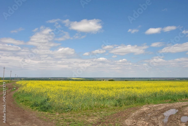 Fototapeta beautiful landscape in the countryside with a field of yellow rapeseed under a blue sky with white clouds
