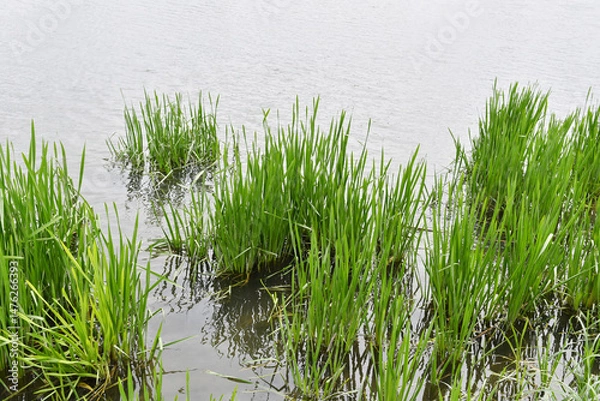 Obraz 河岸の草