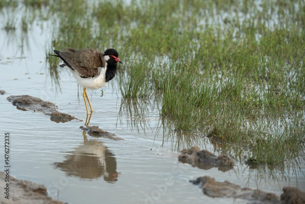 Fototapeta  Red-wattled lapwing walking in the water