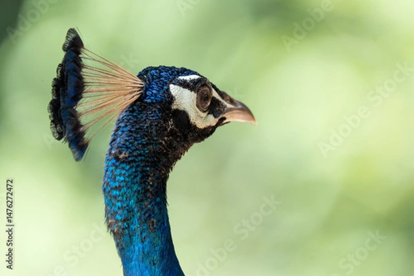 Fototapeta Peacock head over a green background. Horizontal format