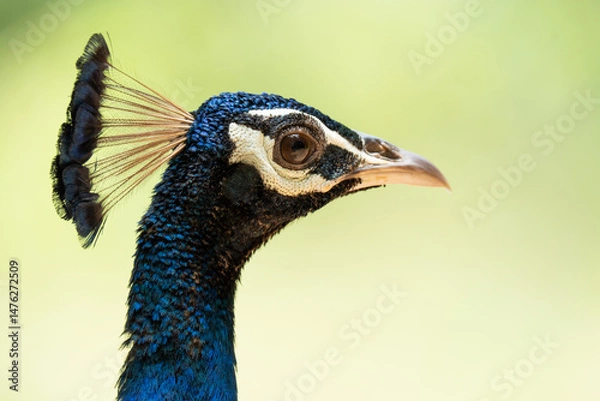 Fototapeta Peacock head over a green background. Horizontal format