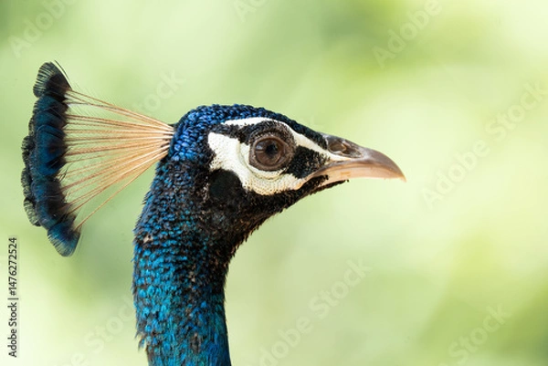 Fototapeta Peacock head over a green background. Horizontal format