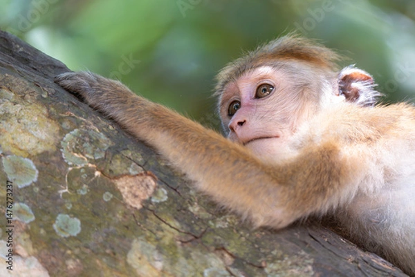 Fototapeta Close-up of monkey face in a nature background