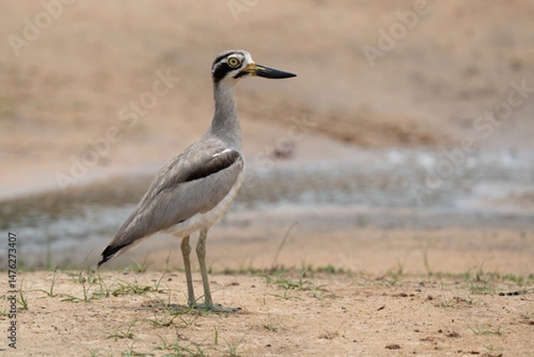 Fototapeta A closeup of a Great thick-knee  perched on the grass