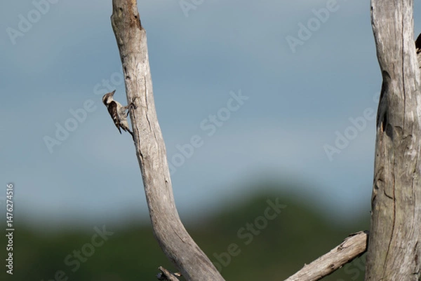 Fototapeta  Brown-capped pygmy woodpecker perched on a weathered tree branch on the background of the sky