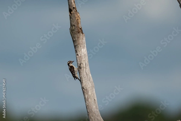 Fototapeta  Brown-capped pygmy woodpecker perched on a weathered tree branch on the background of the sky