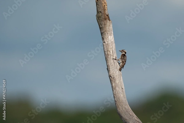 Fototapeta  Brown-capped pygmy woodpecker perched on a weathered tree branch on the background of the sky