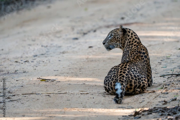 Fototapeta Leopard in the wild on the island of Sri Lanka
