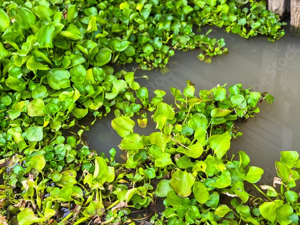 Obraz Water hyacinth floating in the river
