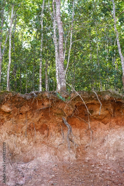 Obraz Jungle tree roots and cliff views in tropical forest at the Khao Yai National Park, Thailand. World Soil Day concept. Vertical.